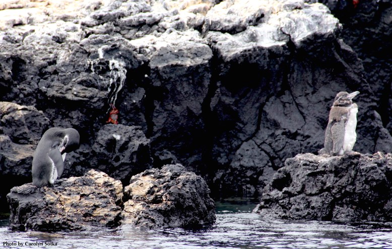 3 GalapagosBabyPenguinTintoreasSotka